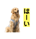 ゴルゴルゴル（個別スタンプ：16）