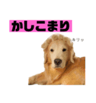 ゴルゴルゴル（個別スタンプ：17）