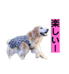 ゴルゴルゴル（個別スタンプ：19）