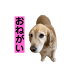 ゴルゴルゴル（個別スタンプ：21）