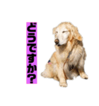 ゴルゴルゴル（個別スタンプ：23）