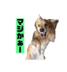ゴルゴルゴル（個別スタンプ：27）