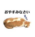 じんたん＆おもにゃん2（個別スタンプ：4）