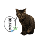 じんたん＆おもにゃん2（個別スタンプ：7）