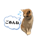 じんたん＆おもにゃん2（個別スタンプ：10）