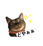 じんたん＆おもにゃん2（個別スタンプ：13）