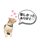 じんたん＆おもにゃん2（個別スタンプ：17）