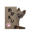 チワワ ココりんのスタンプ♡（個別スタンプ：2）