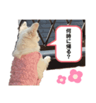 チワワ ココりんのスタンプ♡（個別スタンプ：9）