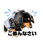 ❤️ぺりー❤️（個別スタンプ：11）