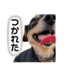 ❤️ぺりー❤️（個別スタンプ：13）