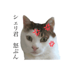 僕、シェリーくん（個別スタンプ：2）