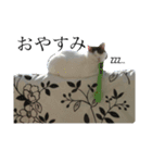 僕、シェリーくん（個別スタンプ：6）