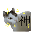 僕、シェリーくん（個別スタンプ：13）
