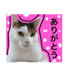 僕、シェリーくん（個別スタンプ：14）