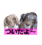 ここ、ぷある、ぴっこ（個別スタンプ：5）