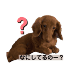 ここ、ぷある、ぴっこ（個別スタンプ：7）