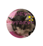 かわいい猫スタンプ❤️（個別スタンプ：1）