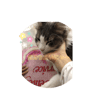 かわいい猫スタンプ❤️（個別スタンプ：2）