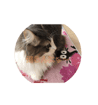 かわいい猫スタンプ❤️（個別スタンプ：3）