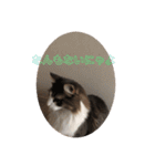 かわいい猫スタンプ❤️（個別スタンプ：4）