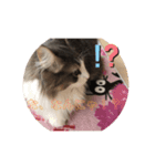 かわいい猫スタンプ❤️（個別スタンプ：6）