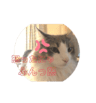 かわいい猫スタンプ❤️（個別スタンプ：9）