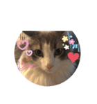 かわいい猫スタンプ❤️（個別スタンプ：10）