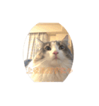 かわいい猫スタンプ❤️（個別スタンプ：11）