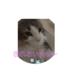かわいい猫スタンプ❤️（個別スタンプ：18）
