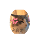 かわいい猫スタンプ❤️（個別スタンプ：21）