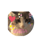 かわいい猫スタンプ❤️（個別スタンプ：22）