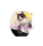 かわいい猫スタンプ❤️（個別スタンプ：23）