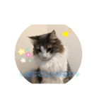 かわいい猫スタンプ❤️（個別スタンプ：24）
