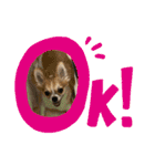 やんちゃくっちゃ翔ちまん（個別スタンプ：2）