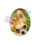 やんちゃくっちゃ翔ちまん（個別スタンプ：11）