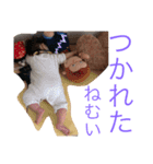 成菜Part1（個別スタンプ：12）