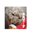 りおんくん【大きなトイプードル3】（個別スタンプ：6）