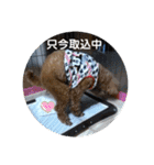 りおんくん【大きなトイプードル3】（個別スタンプ：10）