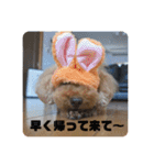 りおんくん【大きなトイプードル3】（個別スタンプ：12）