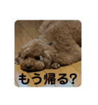 りおんくん【大きなトイプードル3】（個別スタンプ：13）