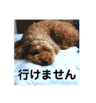 りおんくん【大きなトイプードル3】（個別スタンプ：16）