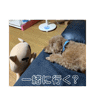 りおんくん【大きなトイプードル3】（個別スタンプ：22）