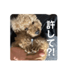 りおんくん【大きなトイプードル3】（個別スタンプ：23）