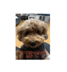 りおんくん【大きなトイプードル3】（個別スタンプ：24）