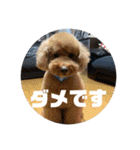 りおんくん【大きなトイプードル3】（個別スタンプ：30）