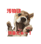 使い所がむつかしい コーギーのりんごさん（個別スタンプ：2）