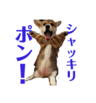 使い所がむつかしい コーギーのりんごさん（個別スタンプ：3）