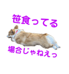 使い所がむつかしい コーギーのりんごさん（個別スタンプ：5）