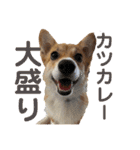 使い所がむつかしい コーギーのりんごさん（個別スタンプ：7）